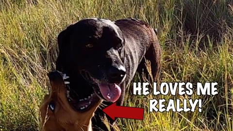 Percy the Labrador & Hugo the Street Dog