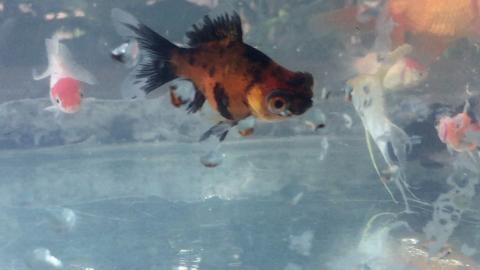 Watching Fish-Part #1