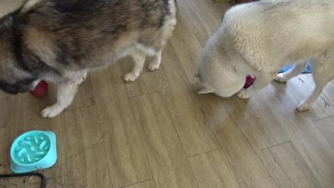 Neighbour brought over a roast chicken for Husky puppers