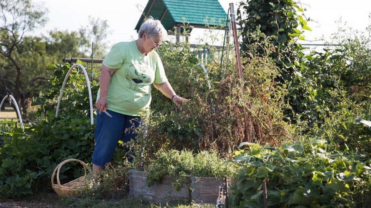 in-90-seconds-how-to-take-care-of-outdoor-plants-during-a-winter