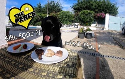 Dog Reviews Food