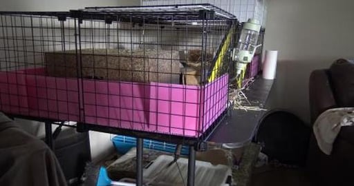 That time of the wheeek to clean the piggy cage