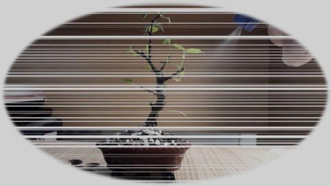 How to Start Adenium (Desert Rose)