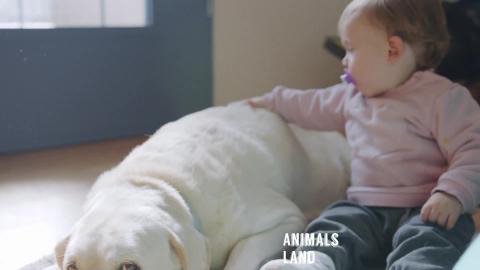 Cute Cats and Funny Dogs Video Compilation 06Animals Land...