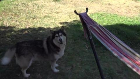 Husky Wolf DNA test results are in