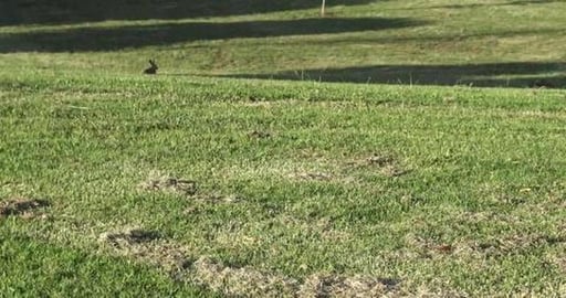 Chasing Husky prey then home to a excited Guinea Pigs