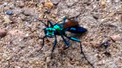 Chlorion: Searching for Prey – Behavior, Hunting Strate...