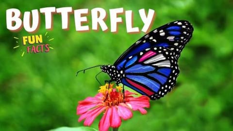 BUTTERFLY - Fluttering Fun: Fascinating Facts about Butte...