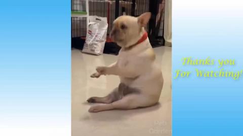 Cute Cats and Funny Dogs Videos Compilation 2021
