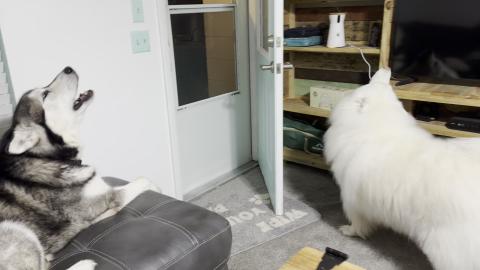 Huskies Wake Up The Neighborhood With Their Howling