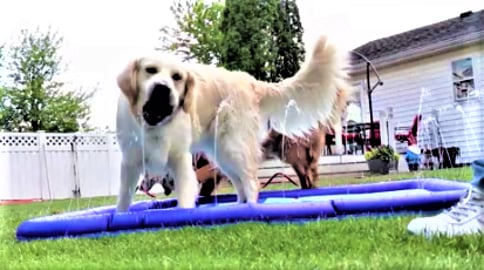 Golden Retriever Dogs React To New Splash Pad In Slow Mo!...