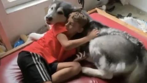 Growling Malamute: Warning Or Conversation