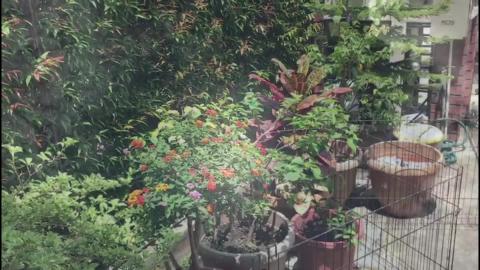 The Art of Leaf collecting