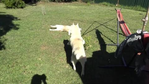 Roof is on fixed. Husky & Malamute are happy.