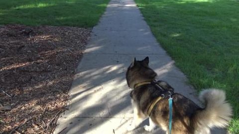 Walk around Queens Park & then we picked up dog bones
