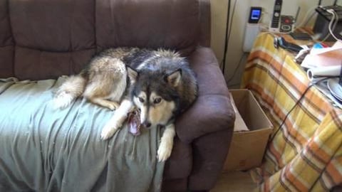 Husky boy gets a treat after his bath