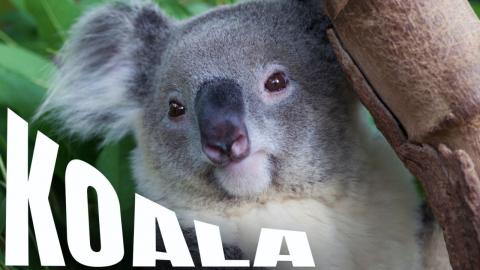 KOALA: The Sleepy, Tree-Hugging Eucalyptus Lover of Austr...