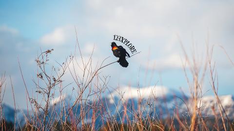 Exploring Life Around a Pong at Golden Hour