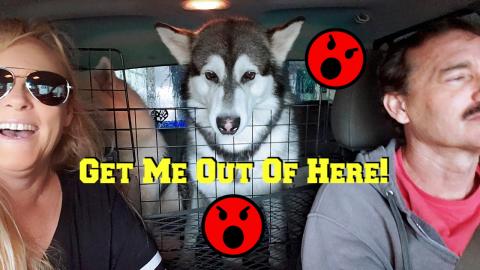 Mad Malamute Thinks He's Getting A Bath At The Car Wash |...