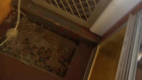 More planting veggies and Wolf & Tikaani get wet