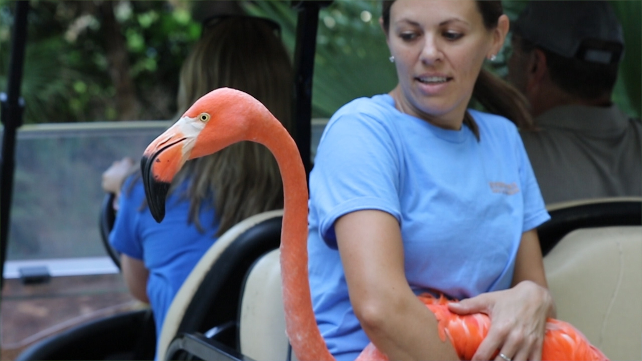 Flamingos on golf carts, Riverbanks Zoo relocates birds in preparation