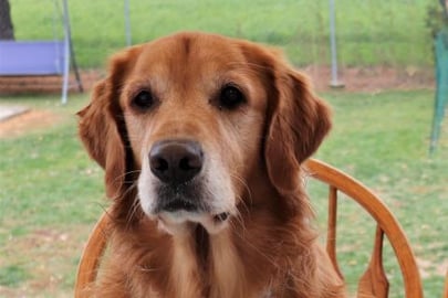 Funny Golden Retriever Dog Spins Himself Around In A Chai...