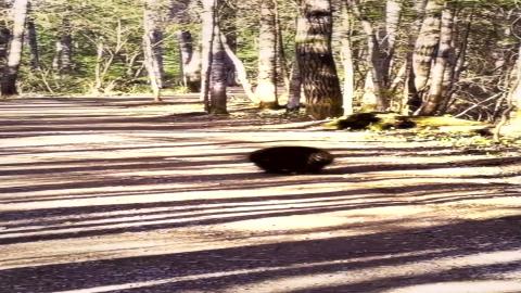 Husky VS Porcupine – Wild Encounter | Funny Dogs Video ...