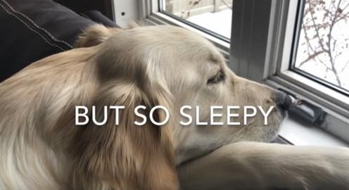 Lola after a big playday in the Snow. 