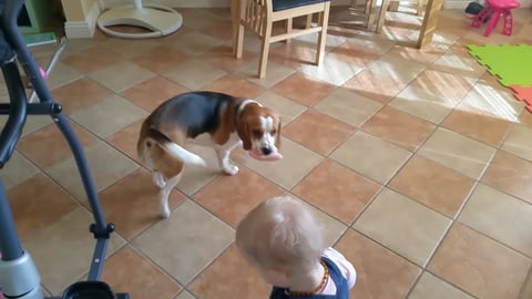 Dog Wants to Trade Slipper for Food with Baby