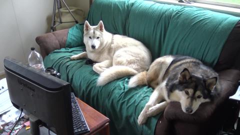 Chilled Husky & Malamute on a miserable day