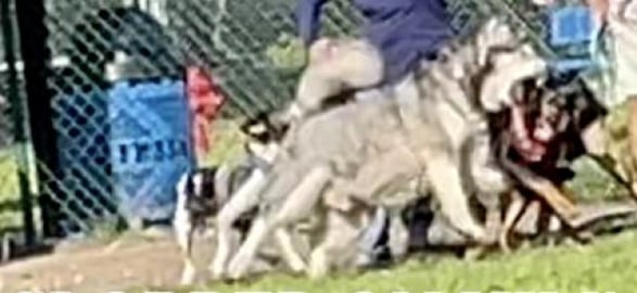 How Did This Happen! Malamute Fights Rottweiler | Seven Y...