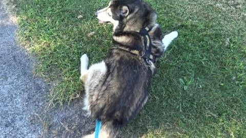 We missed out of meeting a Samoyed because sniffs are mor...