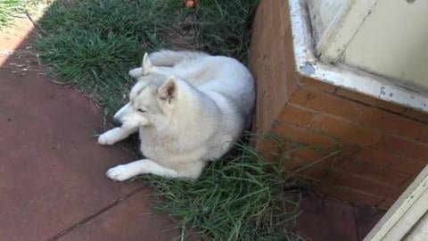 Unboxing present from Aunt Clare enjoyed by Husky's