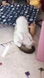 Cat sleeping like Humans _ Cat snoring like Humans _ Cute...