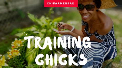 Training Baby Chicks | Raising Chickens On An Urban Backy...