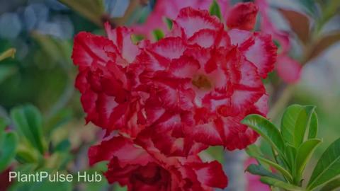 Adenium Watering Tips- How to Avoid Overwatering Your Des...