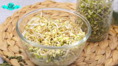 HOW TO SPROUT MUNG BEANS IN A JAR | FOXY FOLKSY - Modern ...
