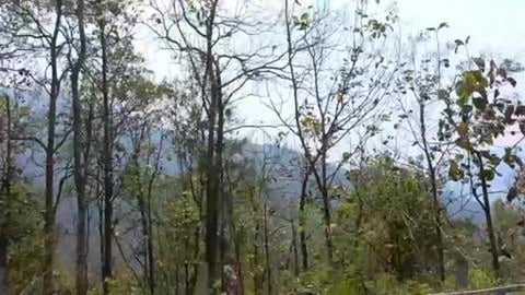 Passing Through Kitam Bird Sanctuary | Sikkim