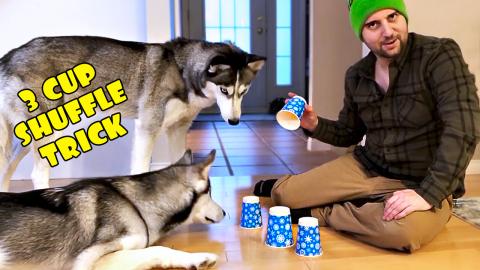 Huskies Playing Three Cup Shuffle | Funny Dogs Video