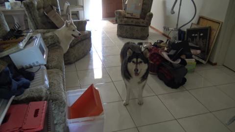 Malamute & Husky dogs are HOT Damn HOT