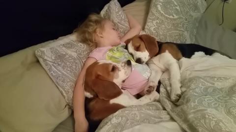 Sweet Dogs and Child Don't Want to Wake Up From Bed