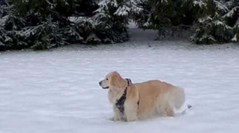 Lola running in the snow - Canada 