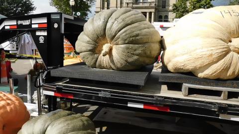 2000 lb PLUS Pumpkin will send kids to camp 