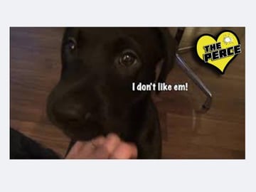 Percy the Labrador Puppy playing with CDs