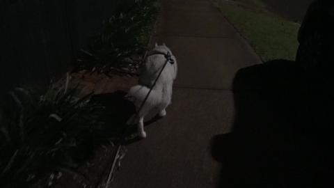 Crazy Husky walkies time