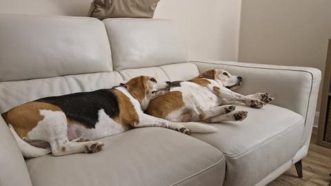 Beagle Tries EVERYTHING to Wake Up Sleepy Sister!