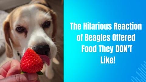 The Hilarious Reaction of Beagles Offered Food They DON'T...