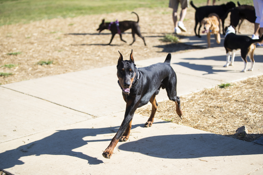 Lexington KY opens city's seventh dog park at Veterans Park Lexington