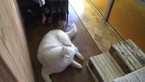 I bought a car for Tikaani