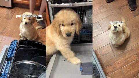 My Puppy Does the Dishes